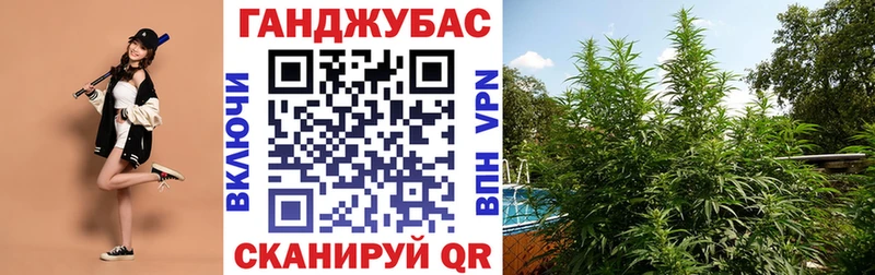 наркотики  Судогда  Конопля индика 